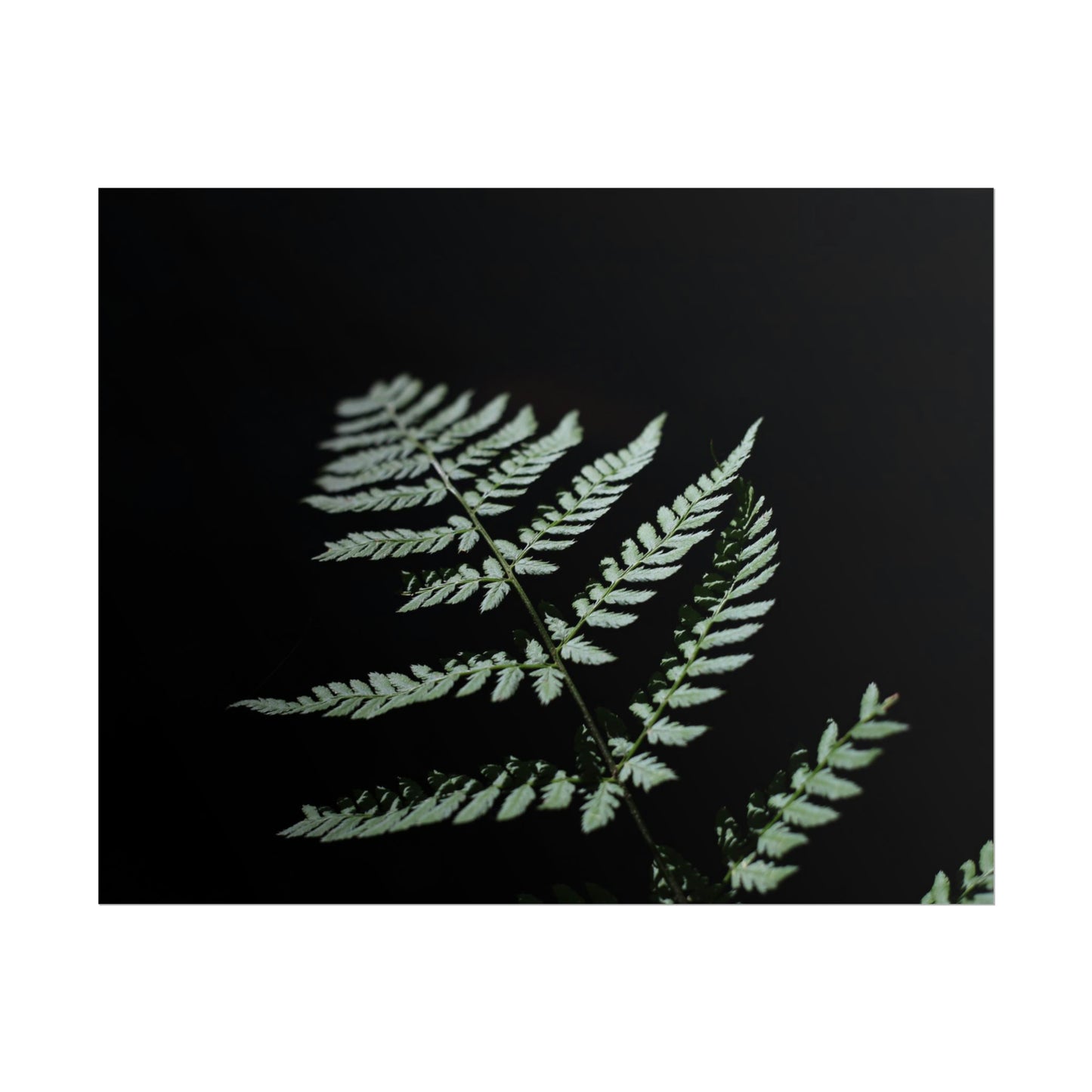 Minimalist Fern Poster