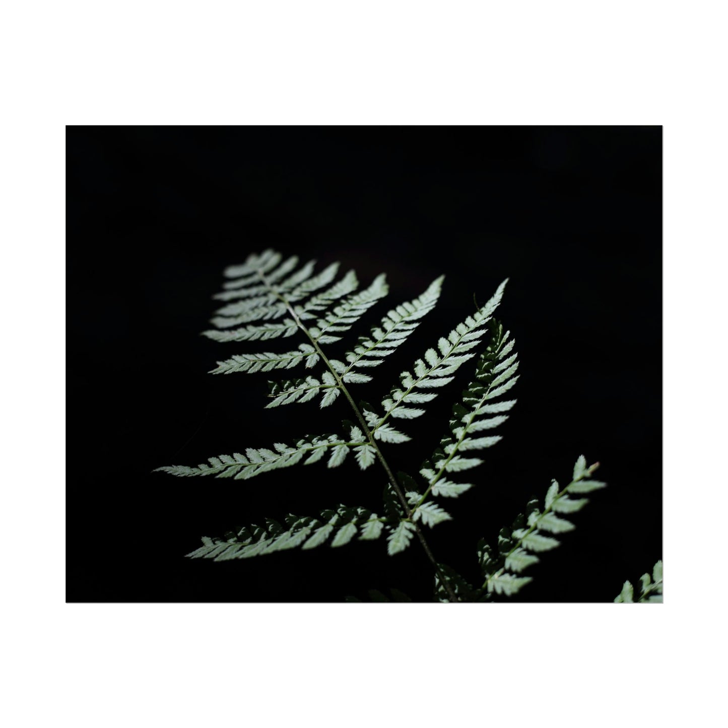 Minimalist Fern Poster