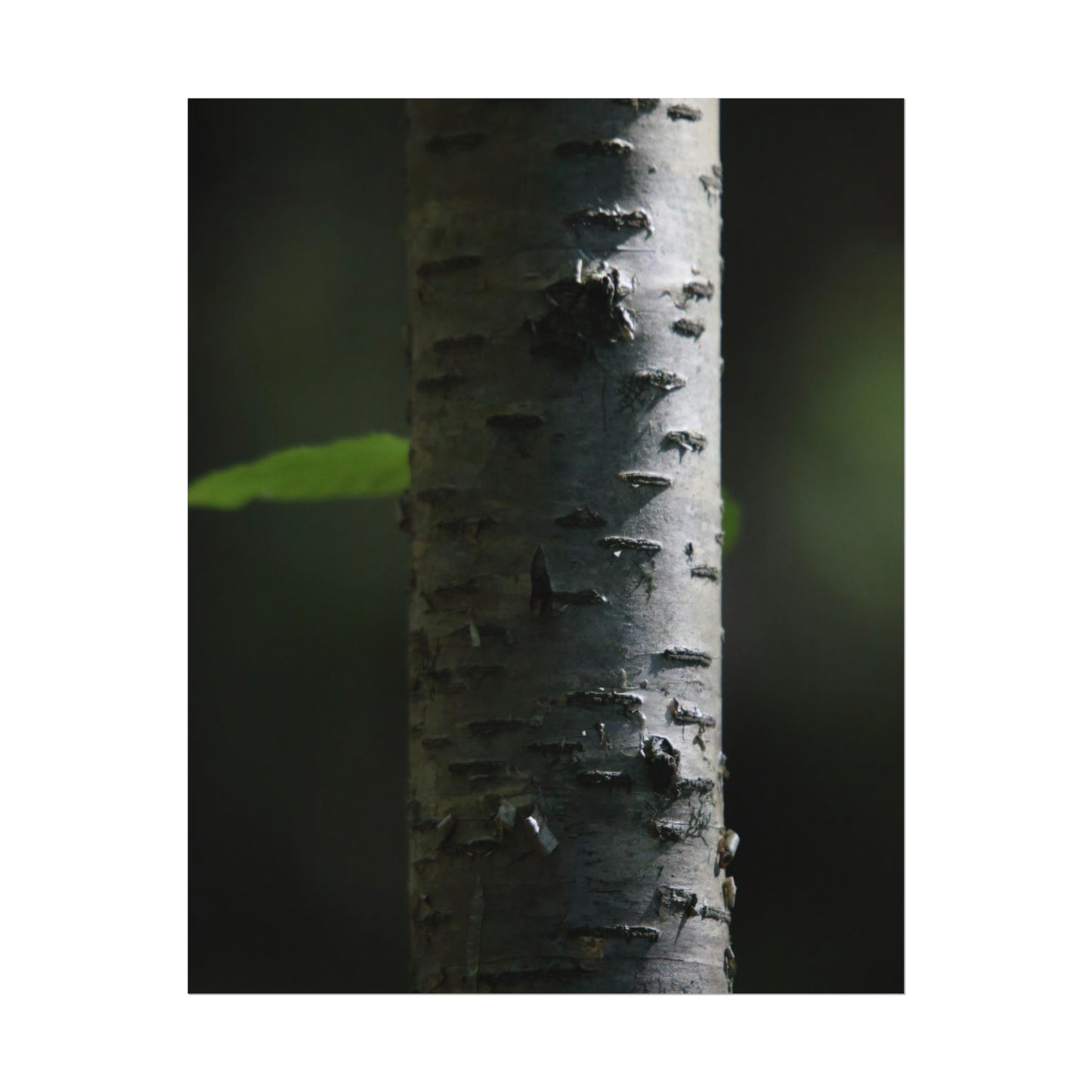 Birch Poster