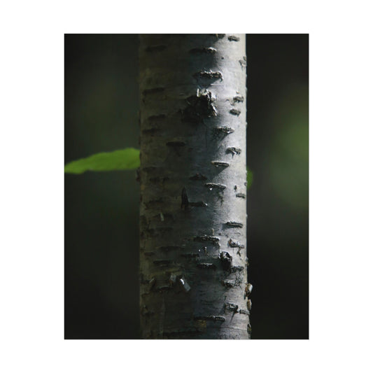 Birch Poster