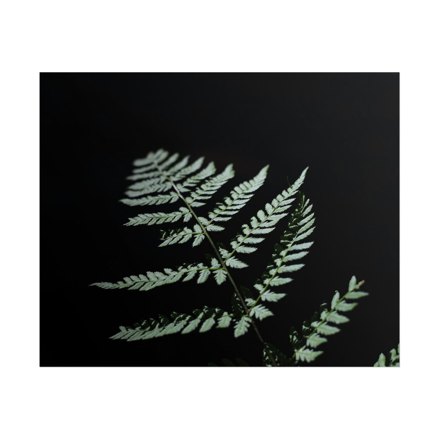 Minimalist Fern Poster