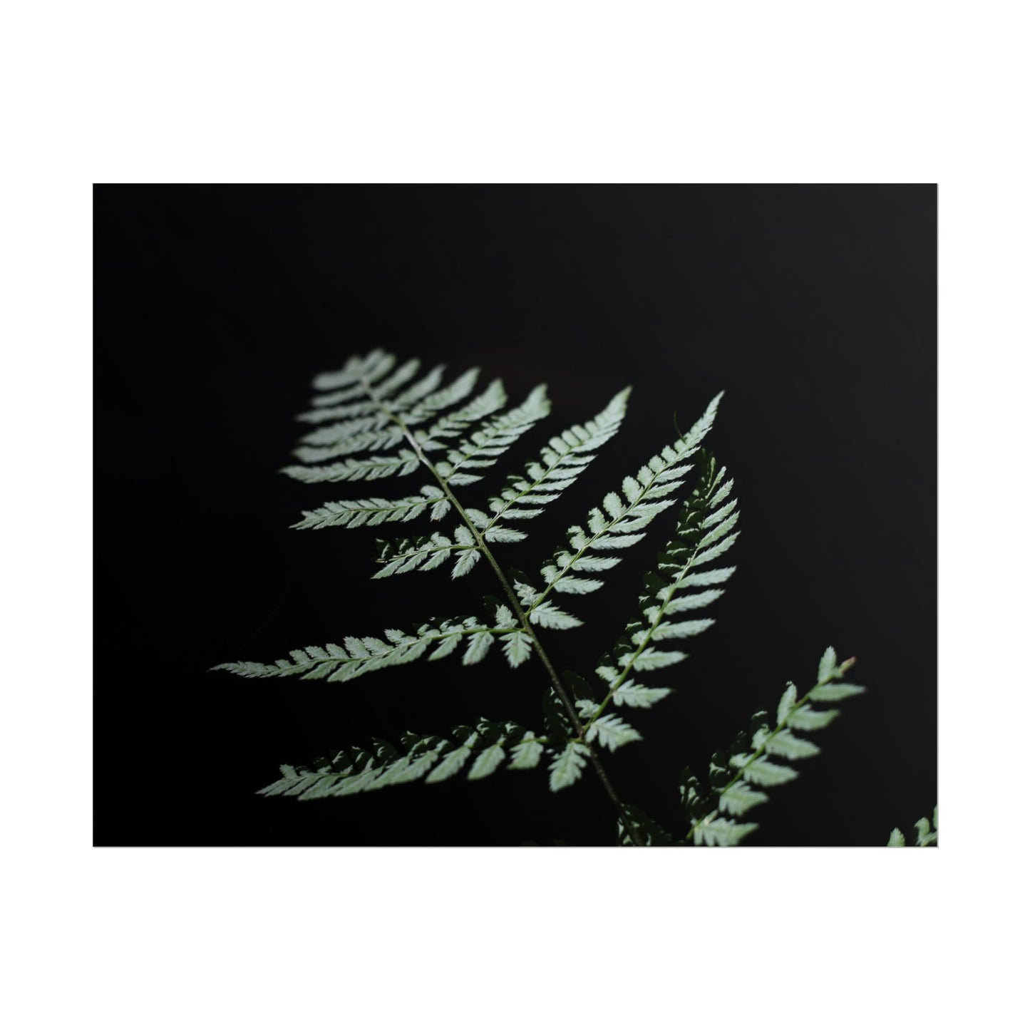 Minimalist Fern Poster