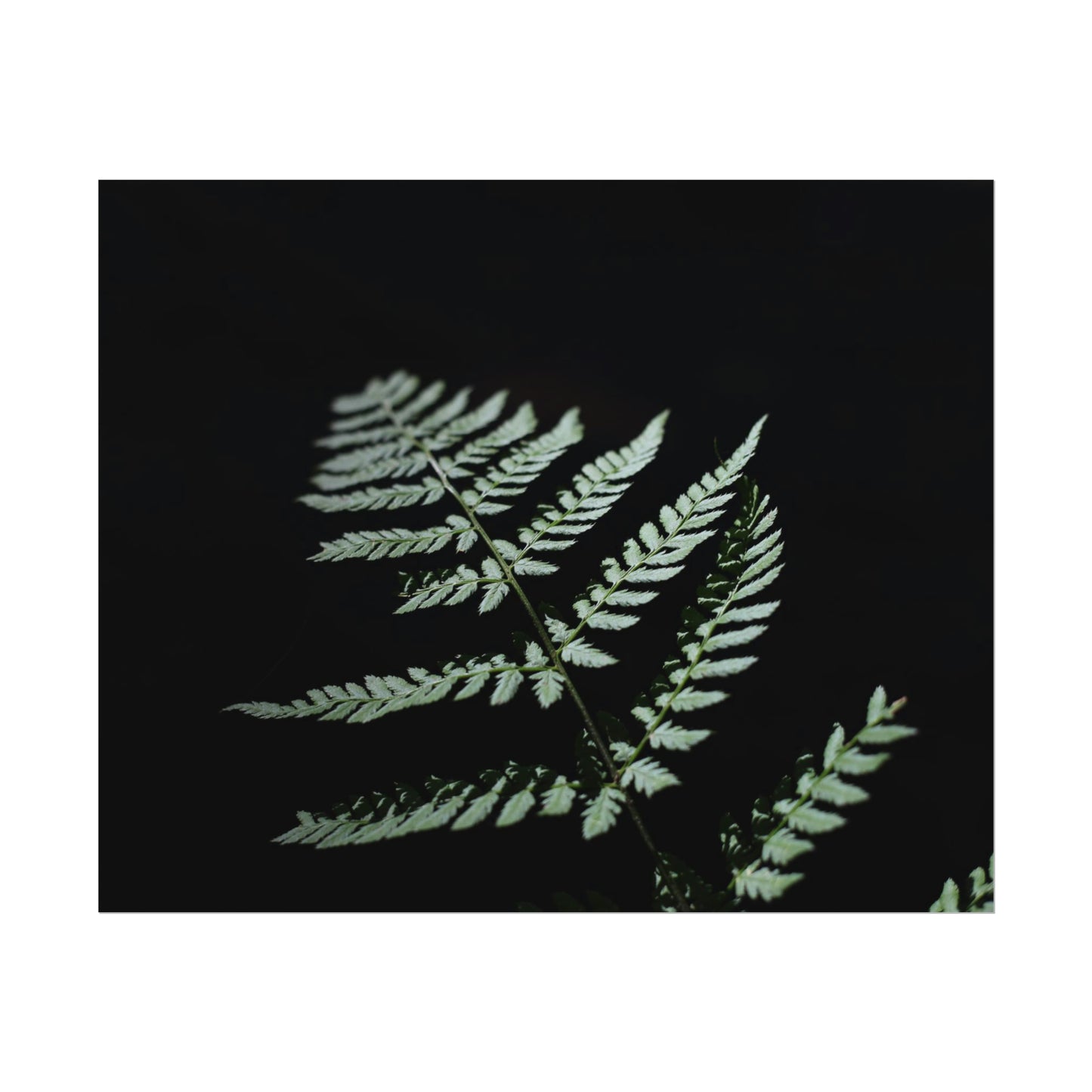 Minimalist Fern Poster