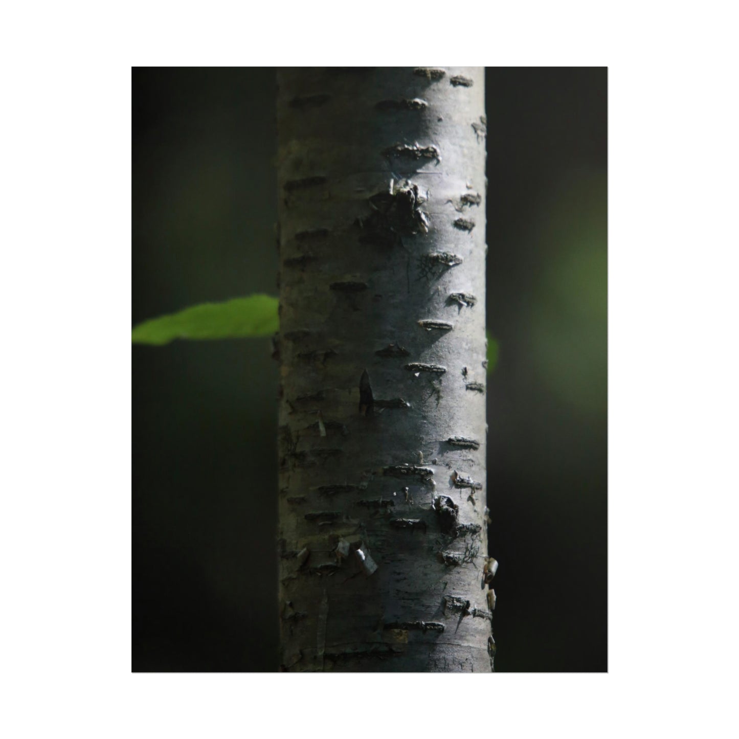 Birch Poster