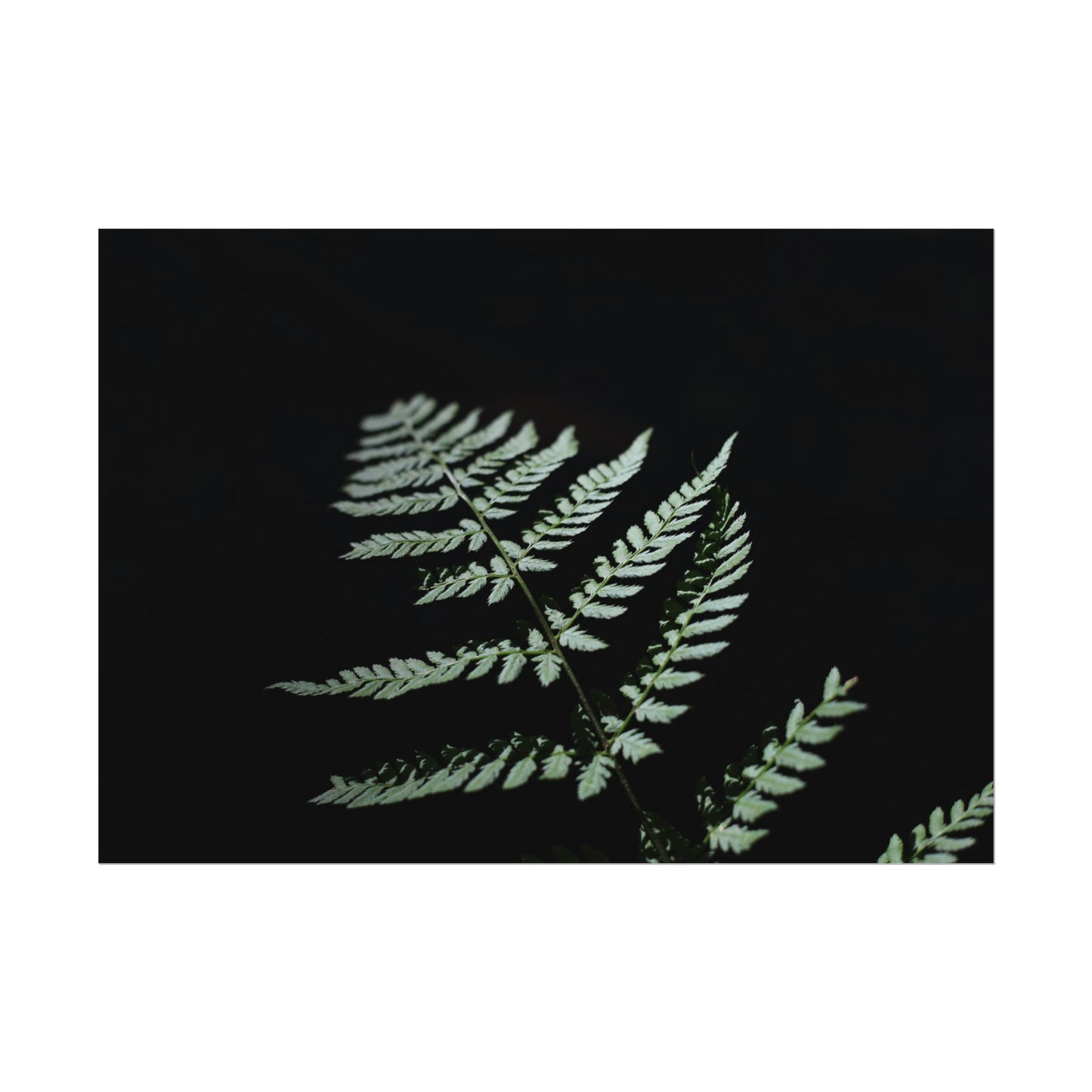 Minimalist Fern Poster