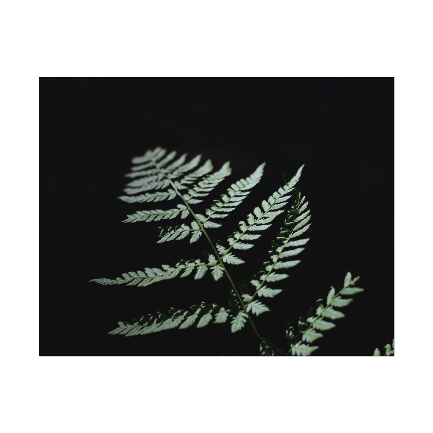 Minimalist Fern Poster