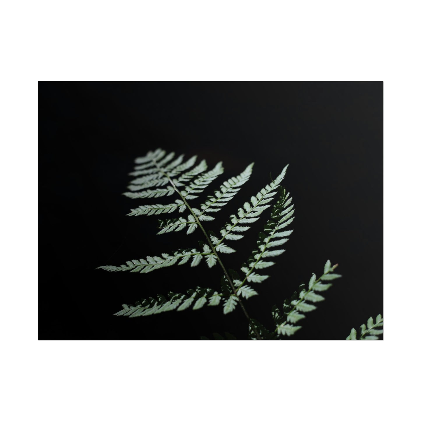 Minimalist Fern Poster