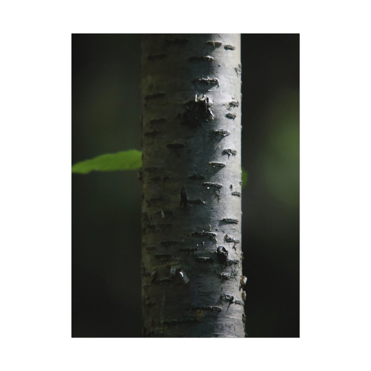 Birch Poster