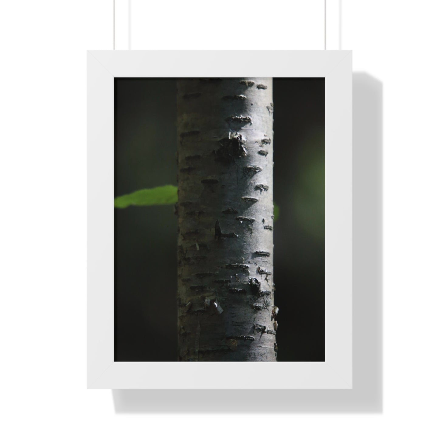 Birch Framed Vertical Poster