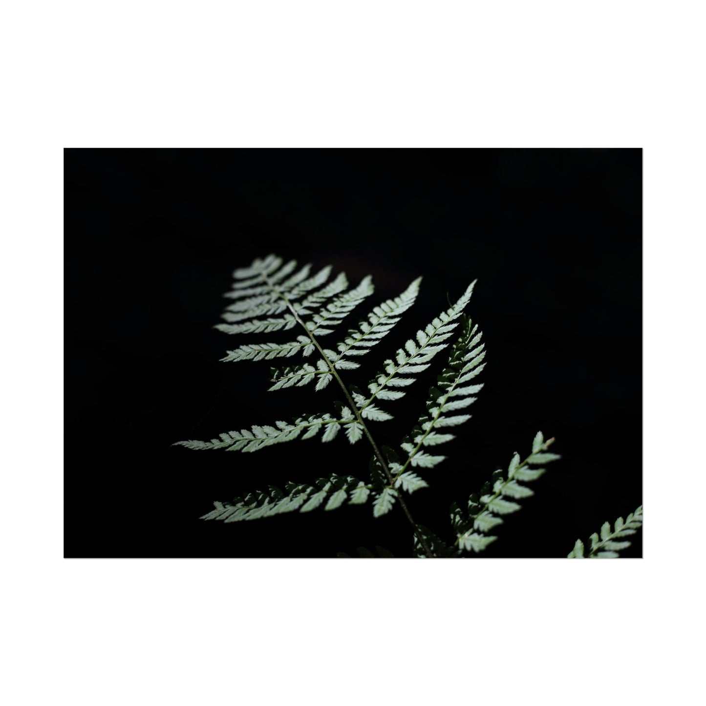 Minimalist Fern Poster