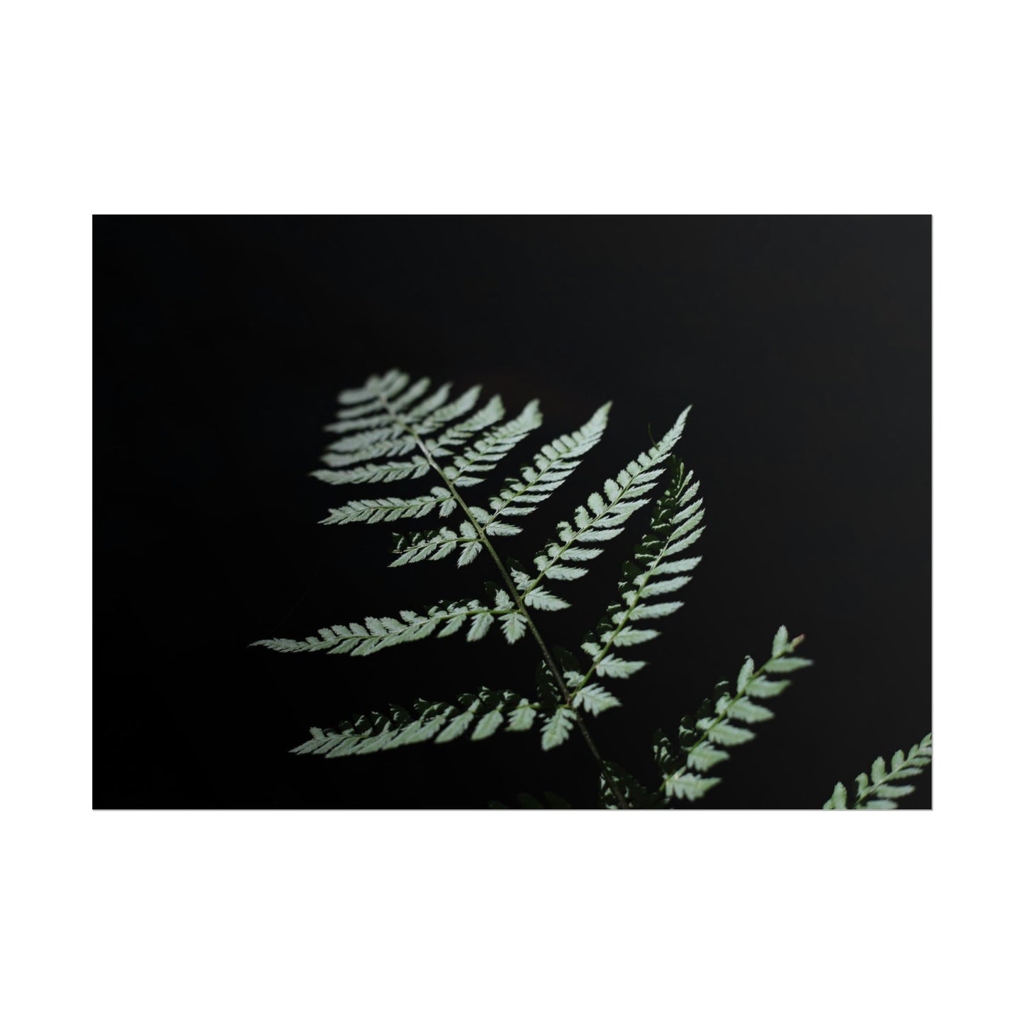 Minimalist Fern Poster