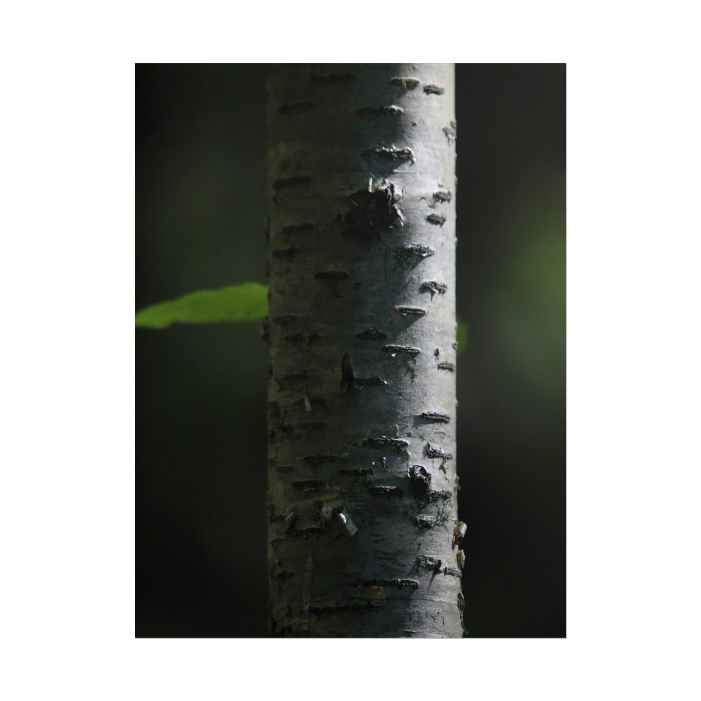 Birch Poster