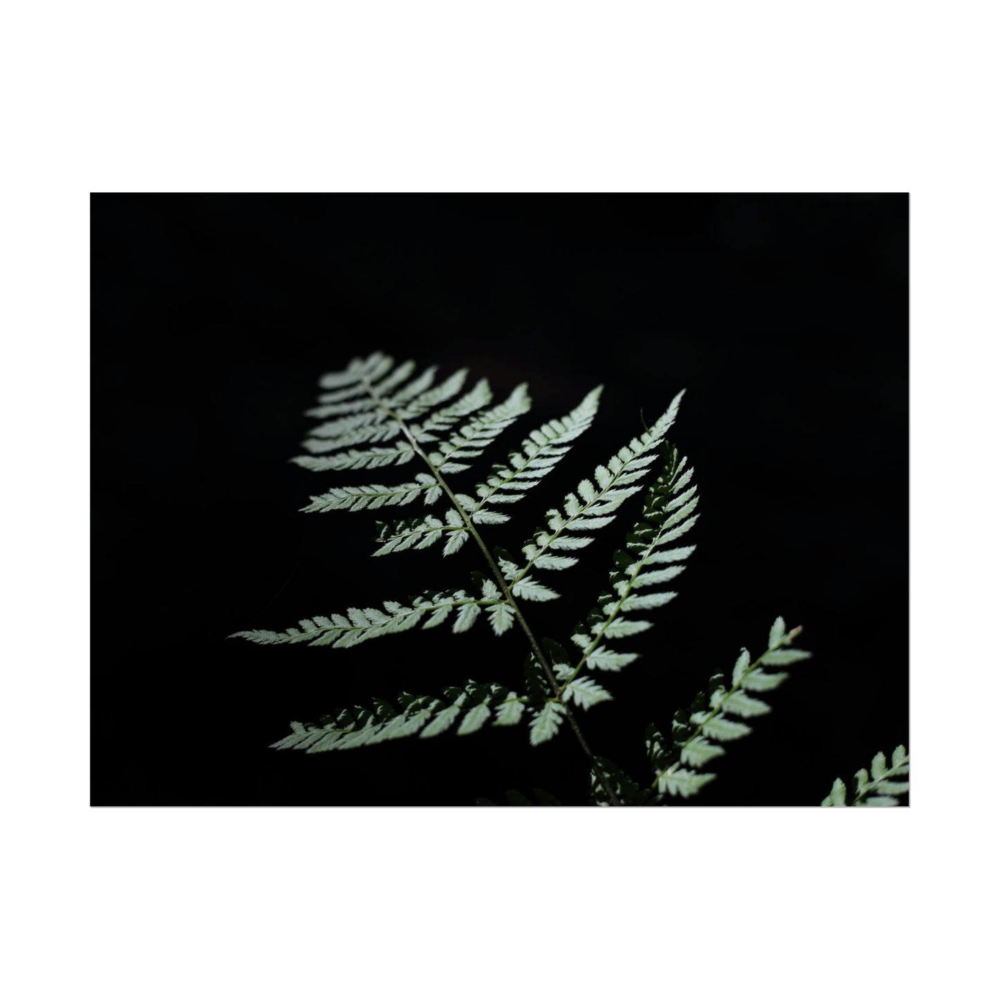 Minimalist Fern Poster